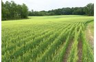 Lake County, Indiana farmland - LAND AUCTION - 147+/- ACRES OFFERED IN 3 TRACTS IN LAKE COUNTY, INDIANA